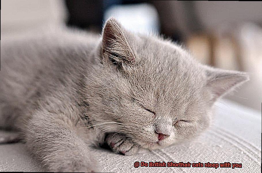 Do British Shorthair cats sleep with you-3