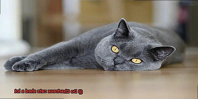 Do Chartreux cats shed a lot-7