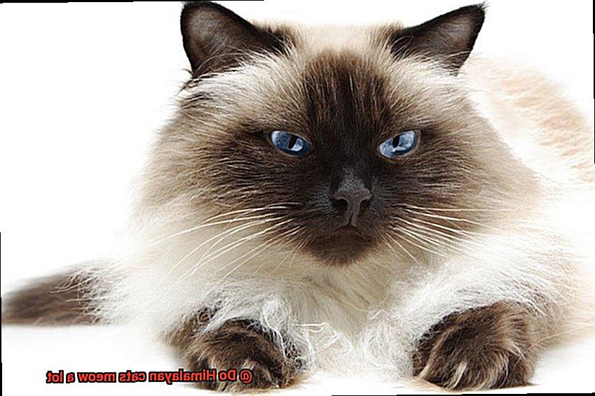 Do Himalayan cats meow a lot-2