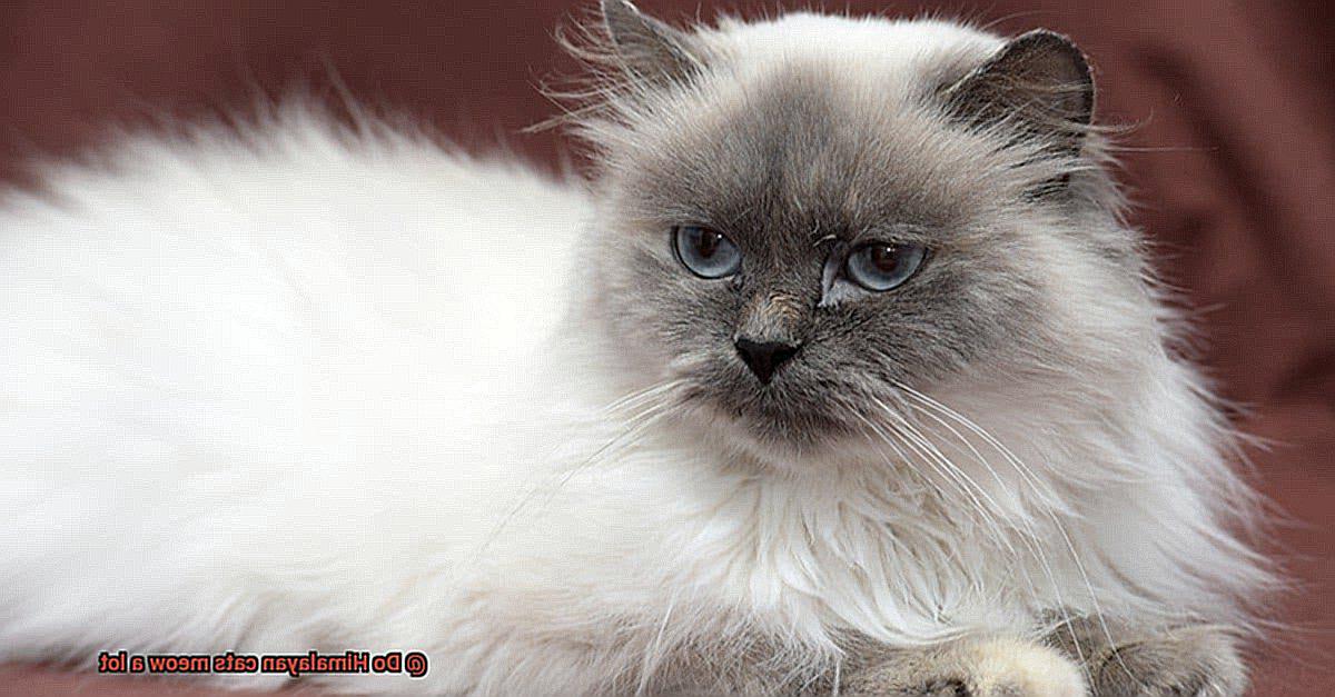 Do Himalayan cats meow a lot-4