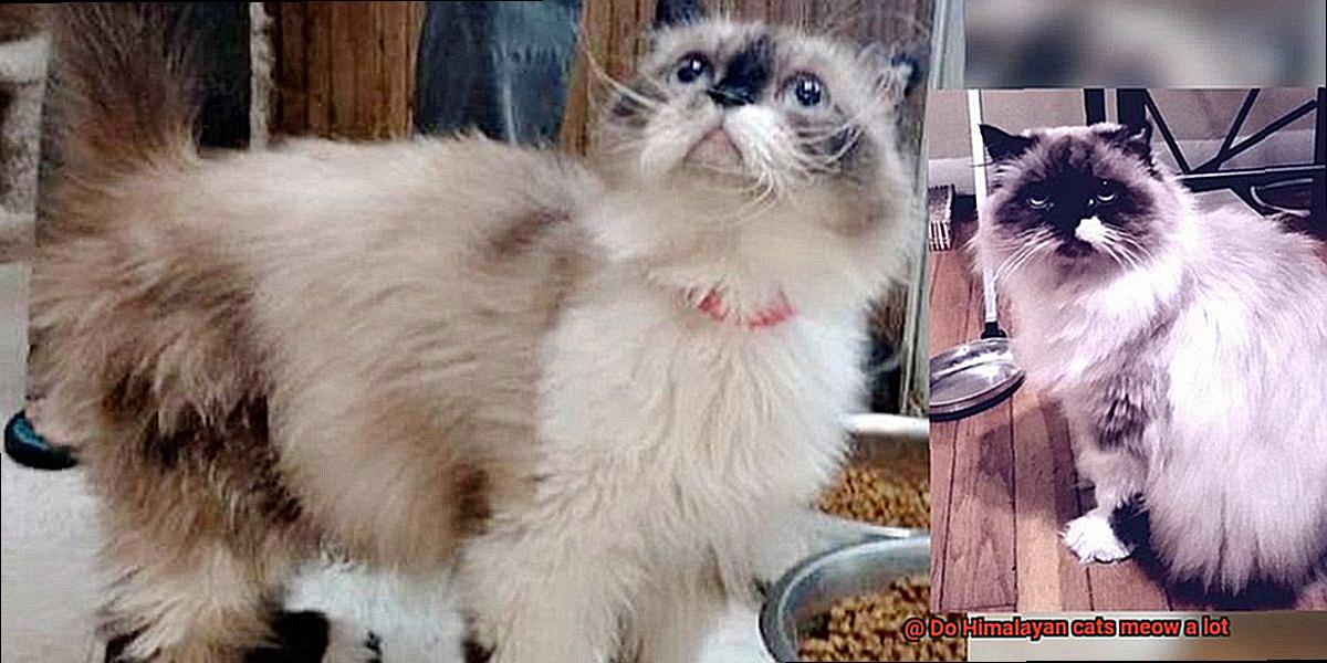 Do Himalayan cats meow a lot-3