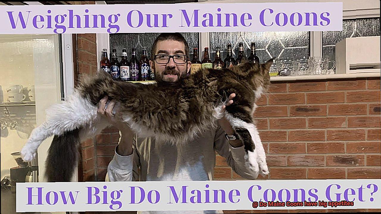 Do Maine Coons have big appetites-2