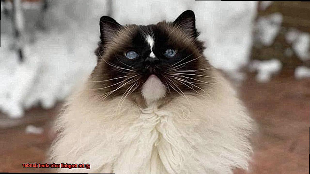 Do Ragdoll cats shed dander-2