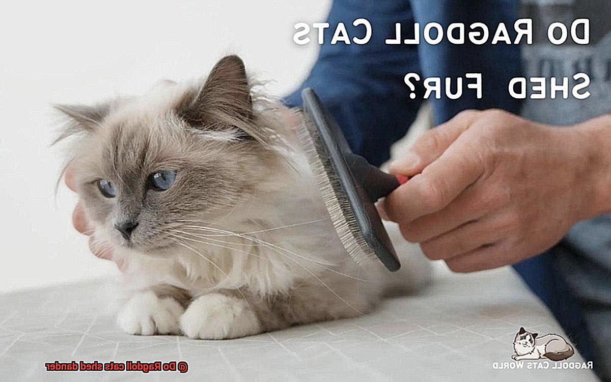 Do Ragdoll cats shed dander-5