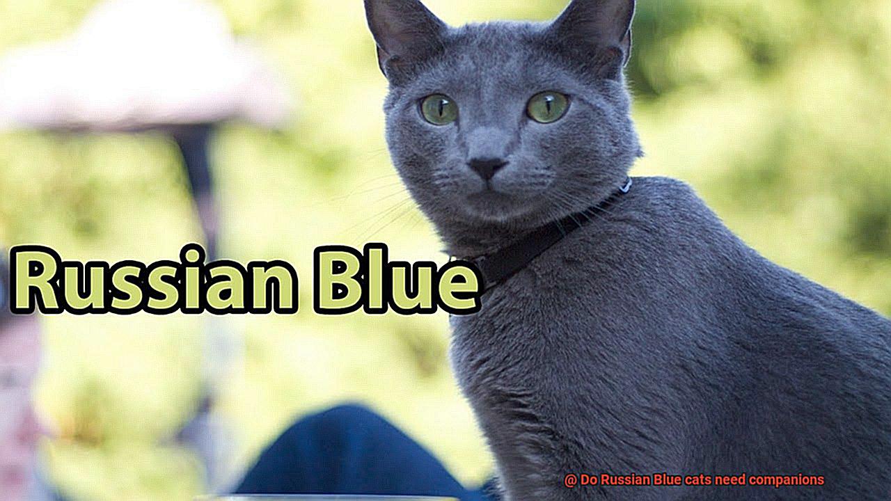 Do Russian Blue cats need companions-2