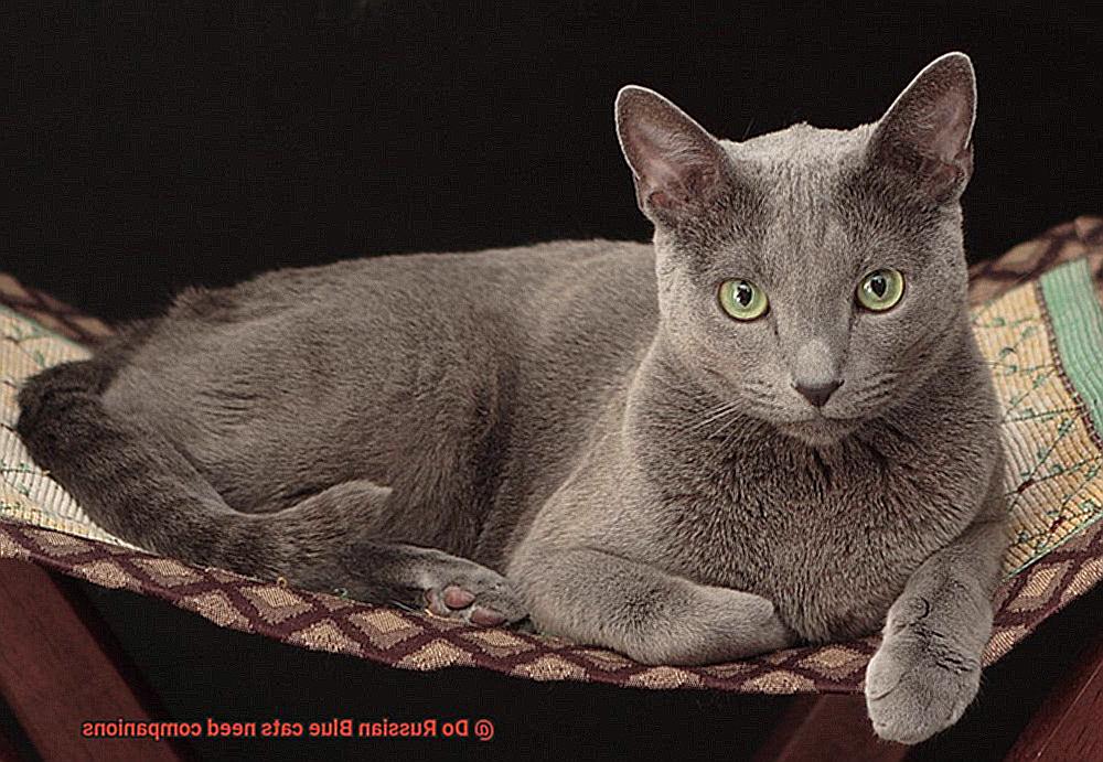 Do Russian Blue cats need companions-3