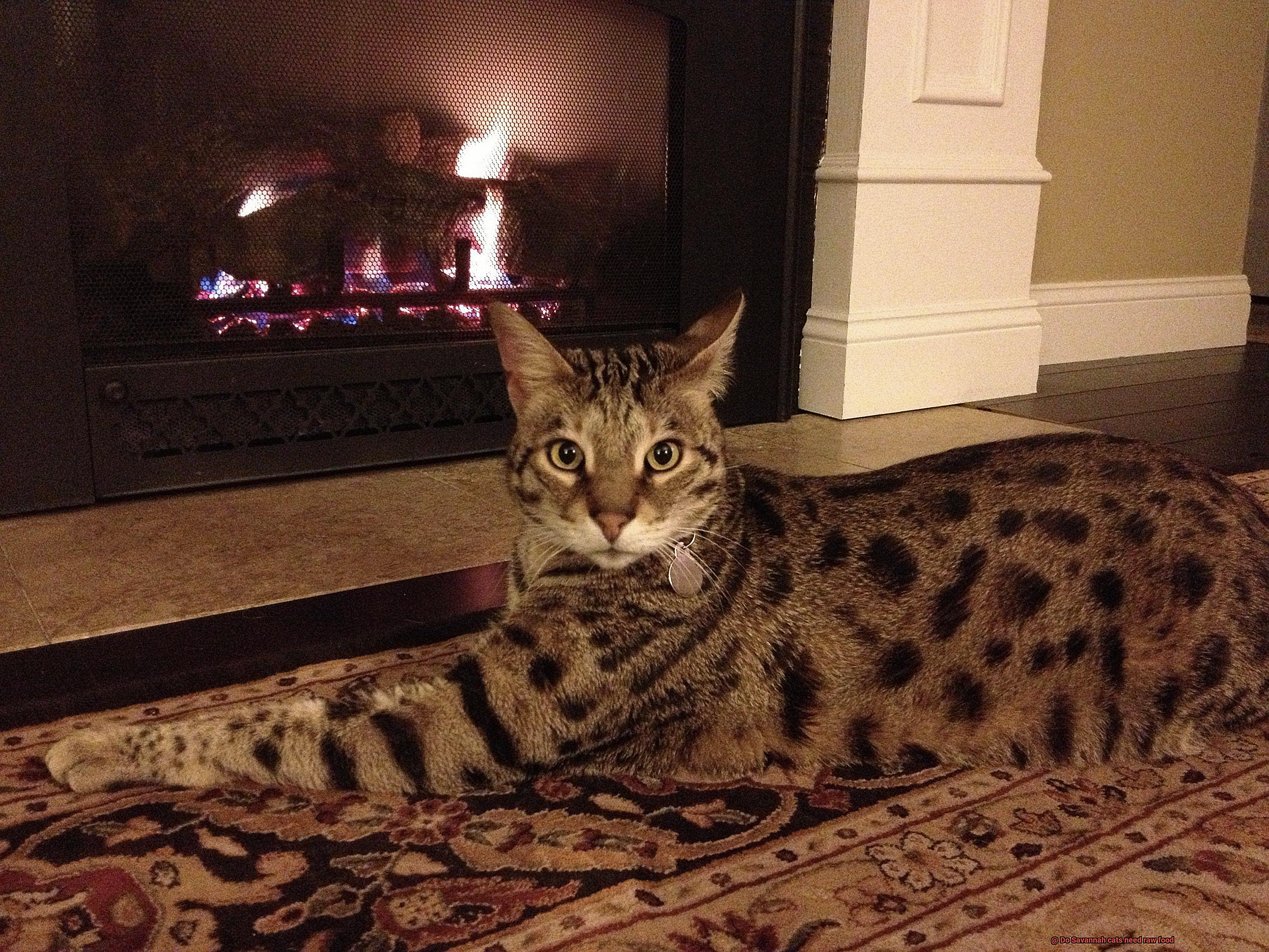 Do Savannah cats need raw food-2