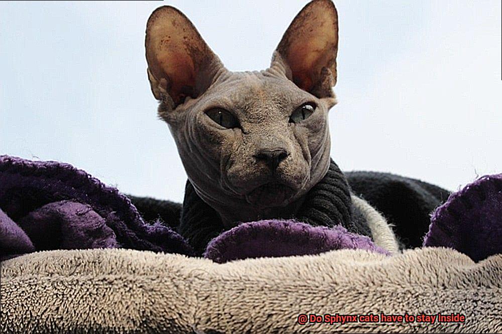 Do Sphynx cats have to stay inside-2