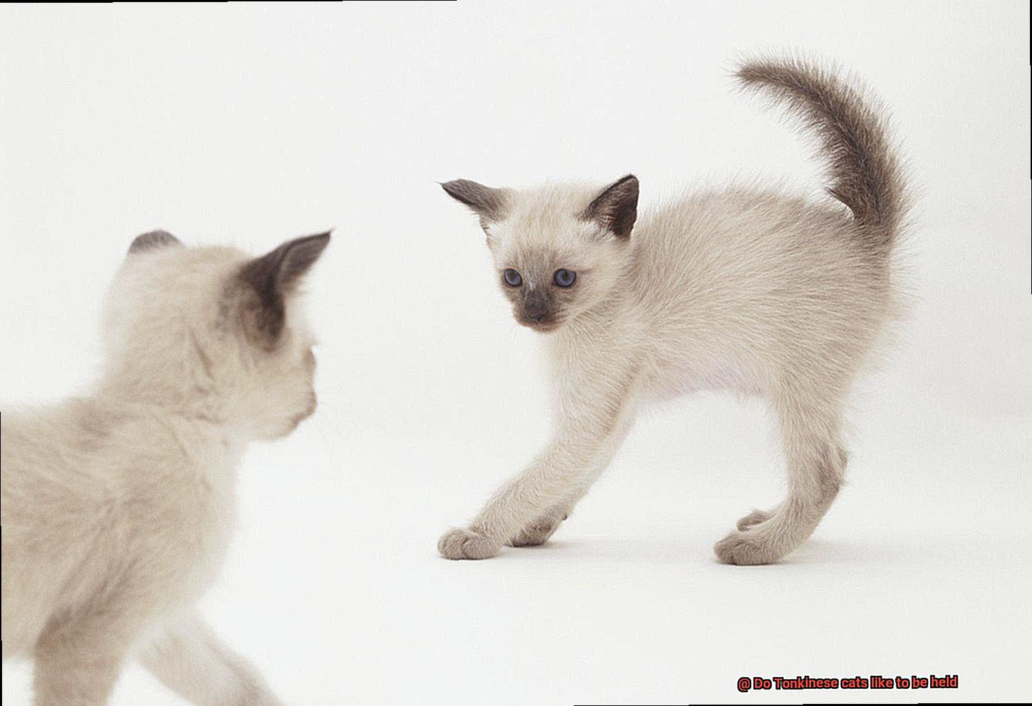 Do Tonkinese cats like to be held-2