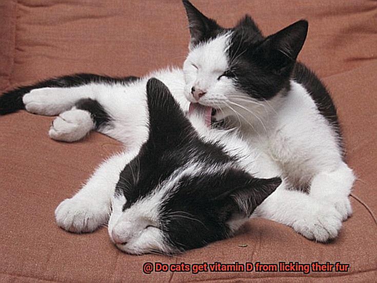 Do cats get vitamin D from licking their fur-4