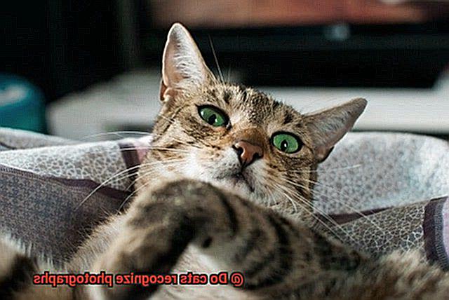 Do cats recognize photographs-3
