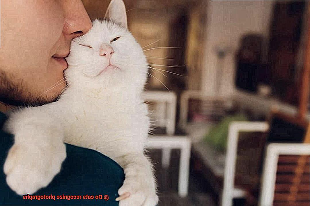 Do cats recognize photographs-4