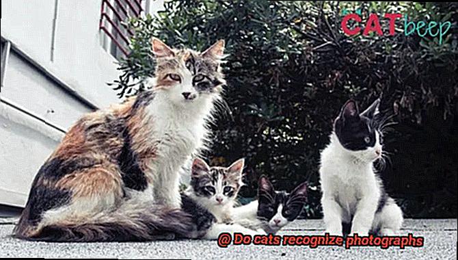 Do cats recognize photographs-2