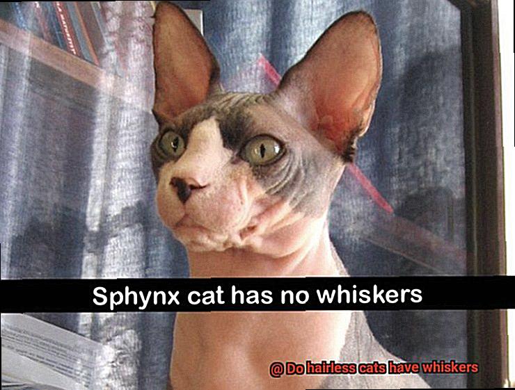 Do hairless cats have whiskers-2