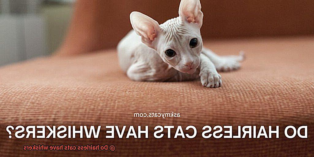 Do hairless cats have whiskers-6