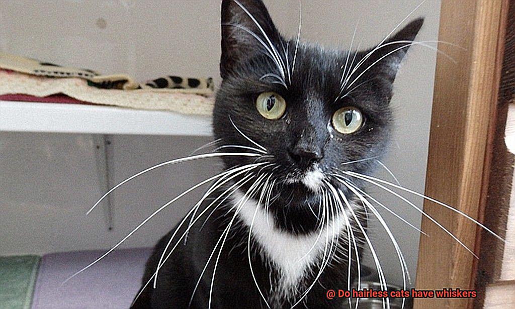 Do hairless cats have whiskers-5