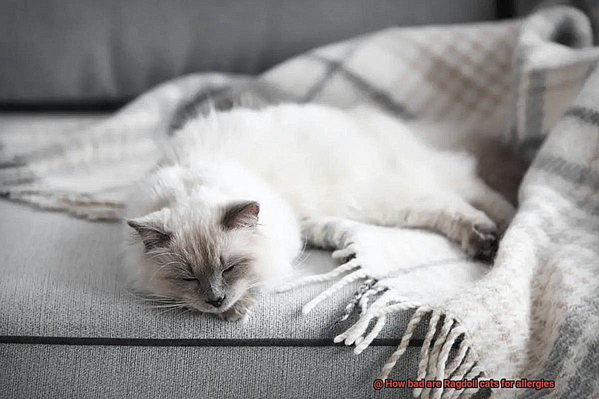 How bad are Ragdoll cats for allergies-7