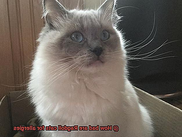 How bad are Ragdoll cats for allergies-6