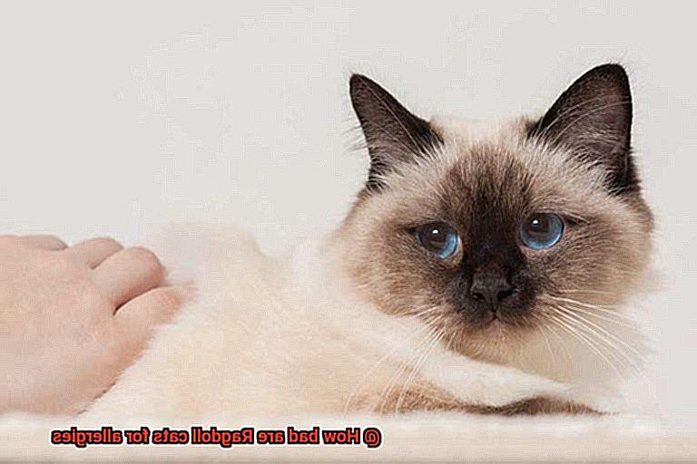 How bad are Ragdoll cats for allergies-3