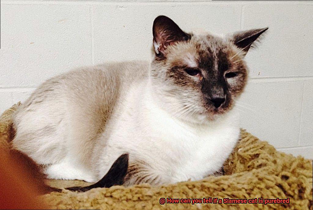 How can you tell if a Siamese cat is purebred-2