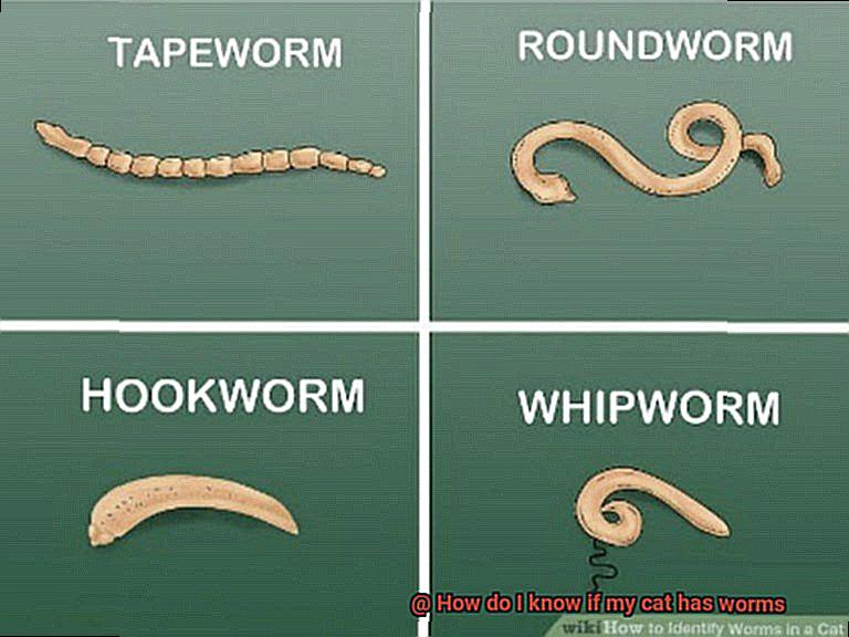 How do I know if my cat has worms-5