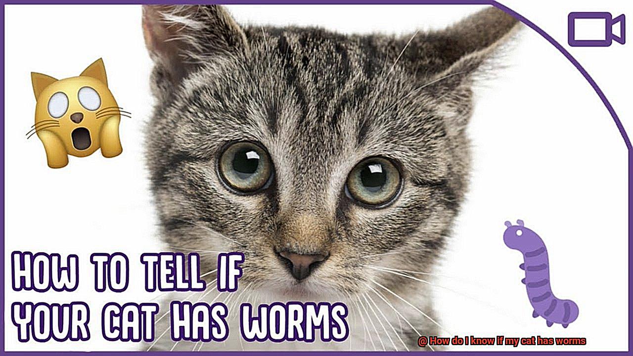 How do I know if my cat has worms-6