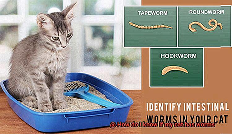 How do I know if my cat has worms-2