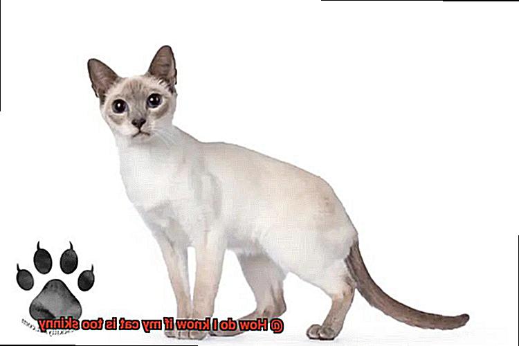 How do I know if my cat is too skinny-2