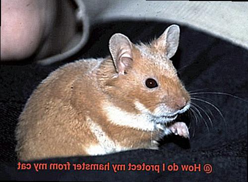 How do I protect my hamster from my cat-2