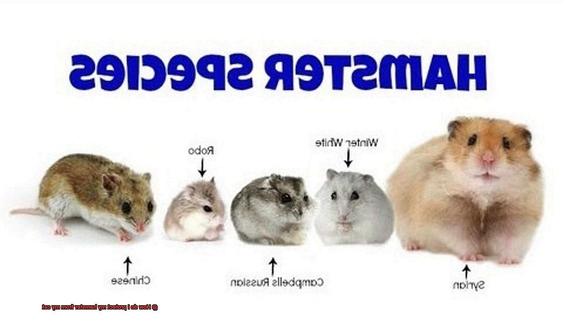 How do I protect my hamster from my cat-4