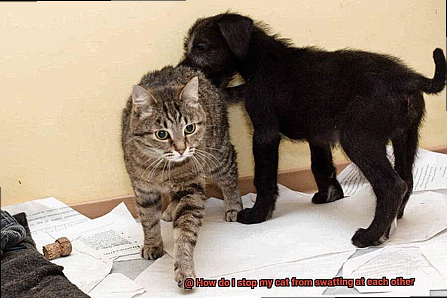 How do I stop my cat from swatting at each other 6805329330