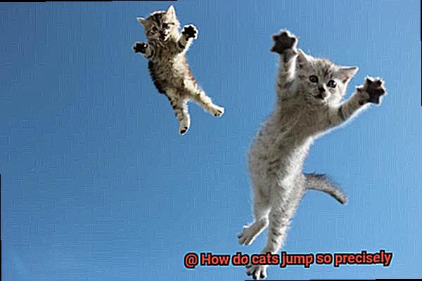 How do cats jump so precisely-2