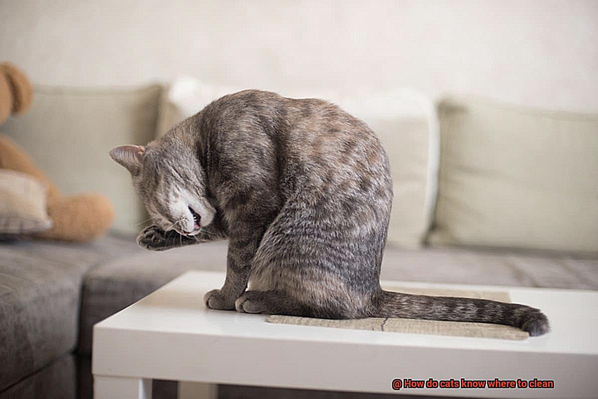 How do cats know where to clean-2