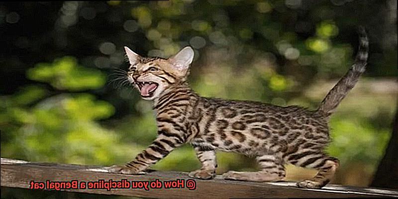 How do you discipline a Bengal cat-4