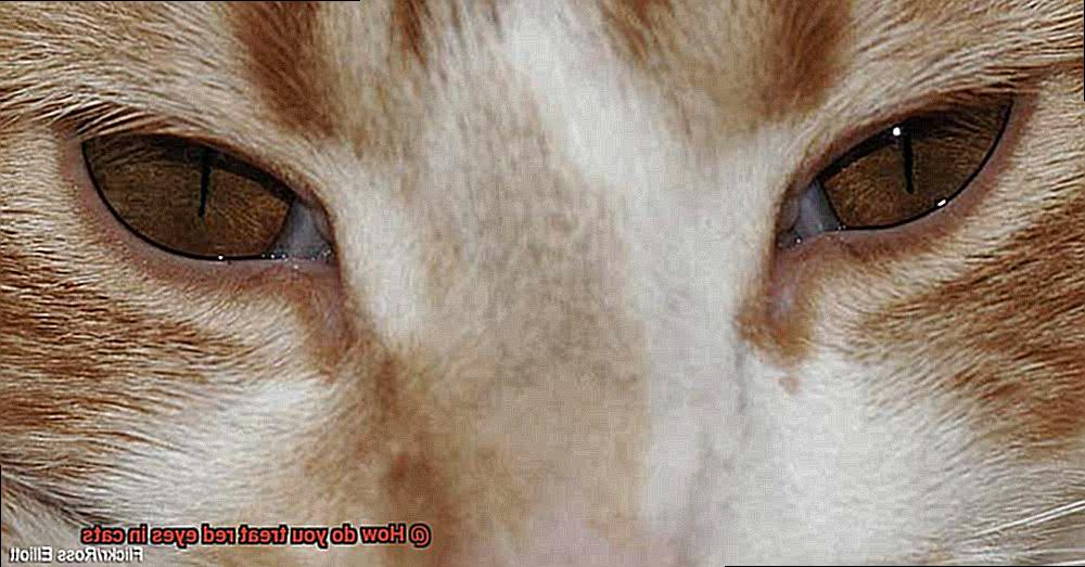 How do you treat red eyes in cats-3