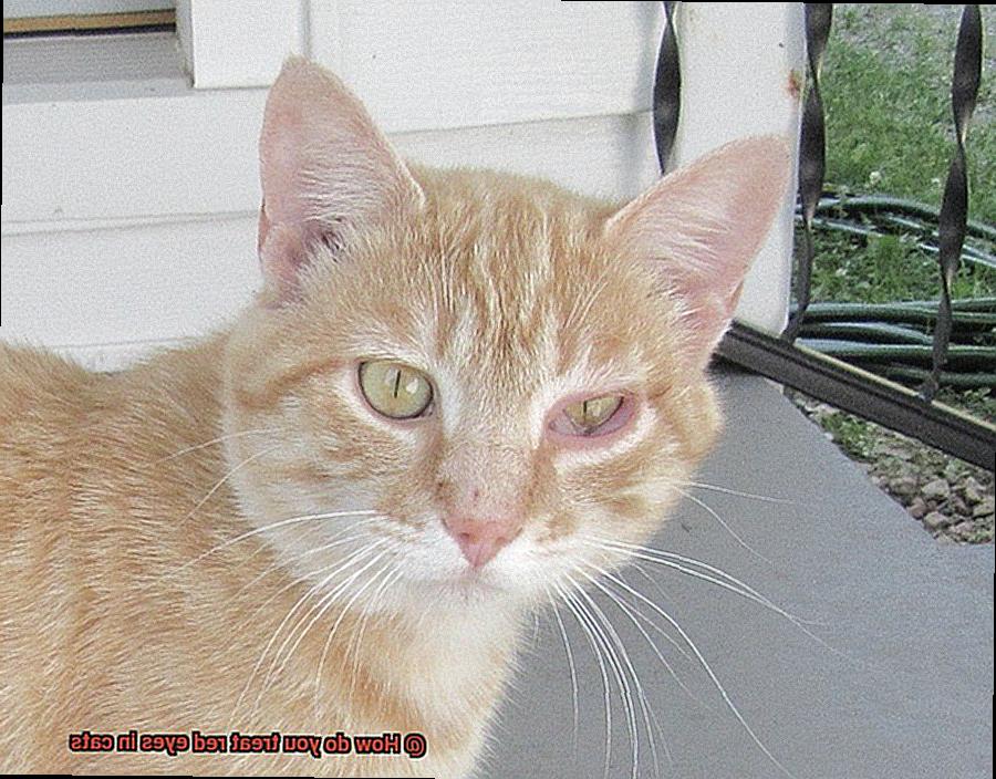 How do you treat red eyes in cats-5