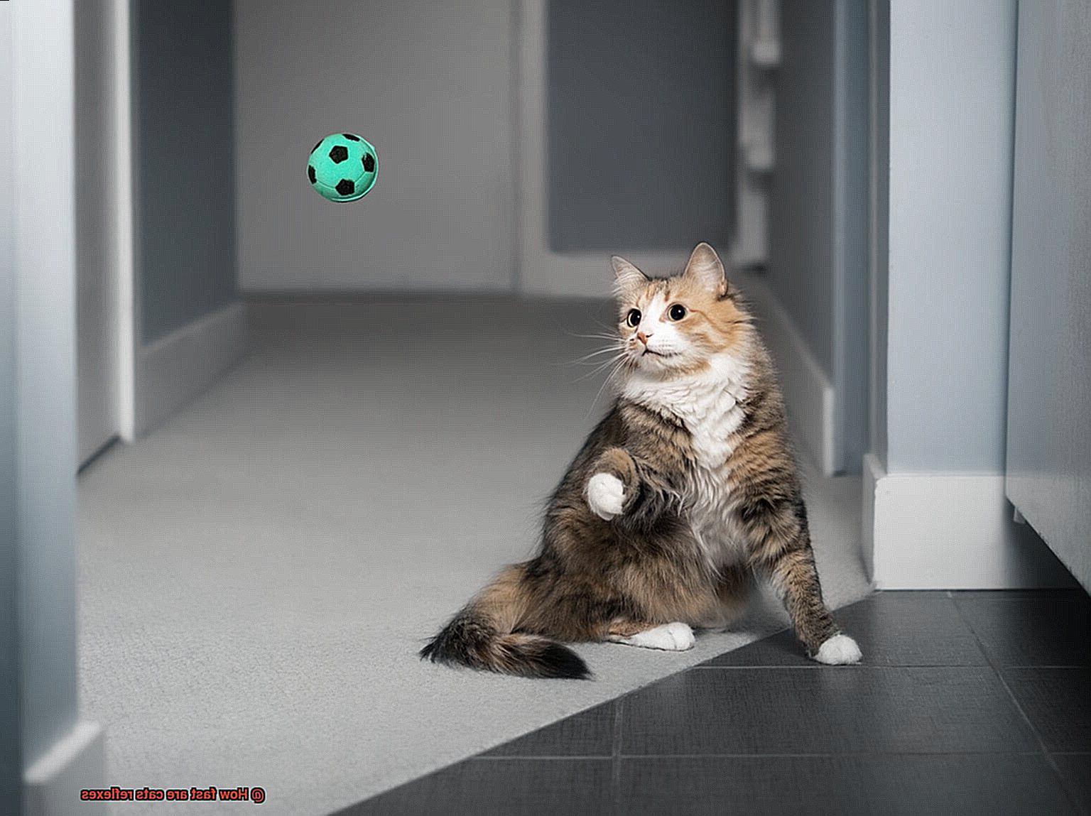 How fast are cats reflexes-2