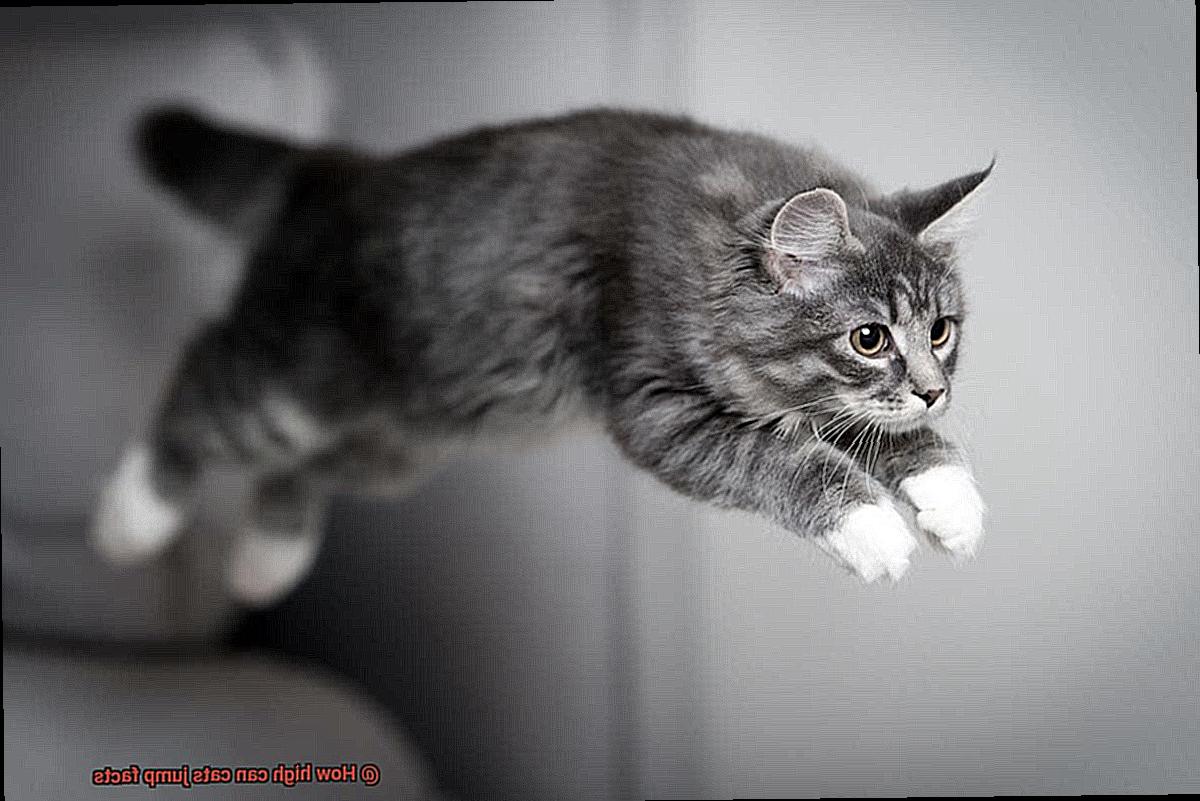 How high can cats jump facts?