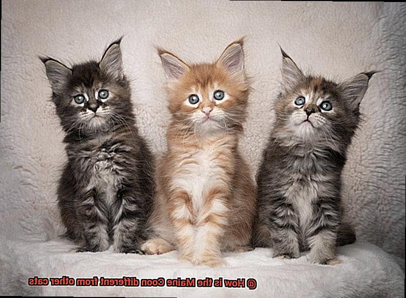 How is the Maine Coon different from other cats-2