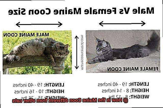 How is the Maine Coon different from other cats-3