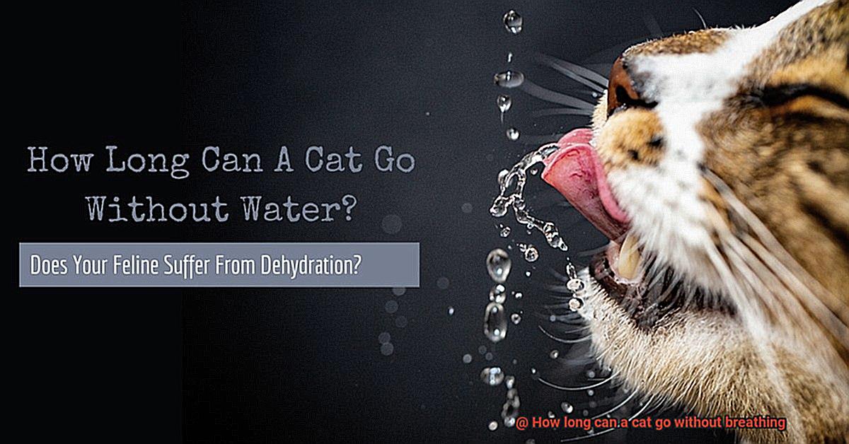 How long can a cat go without breathing-7