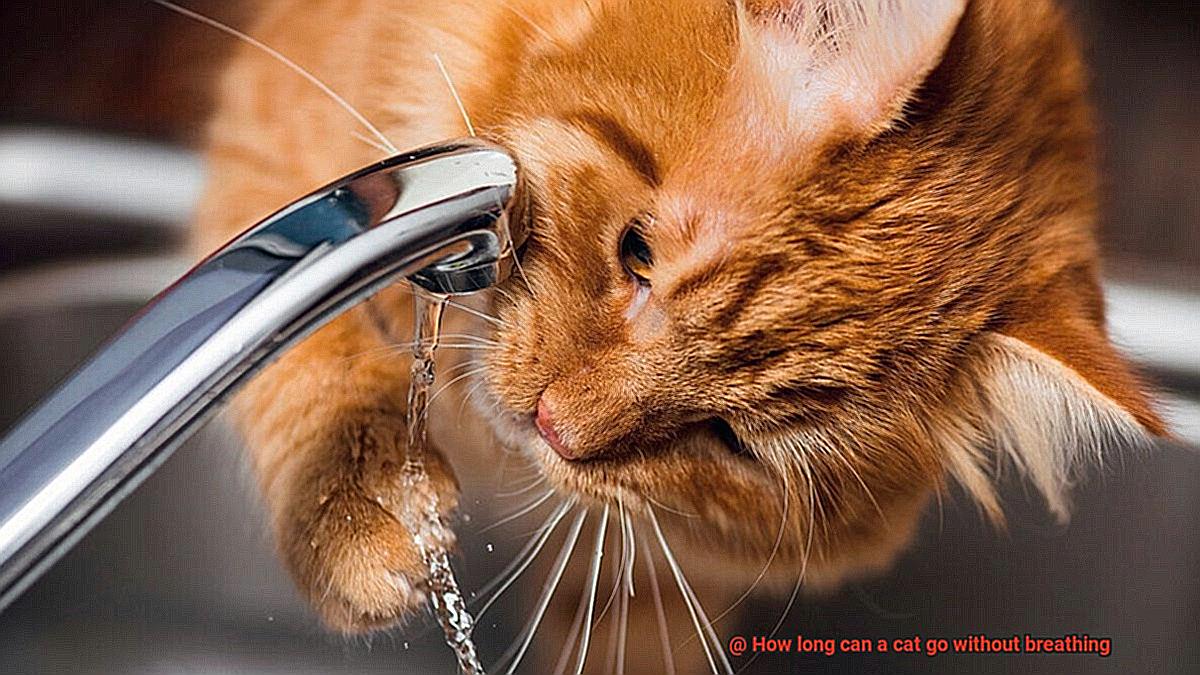 How long can a cat go without breathing-6