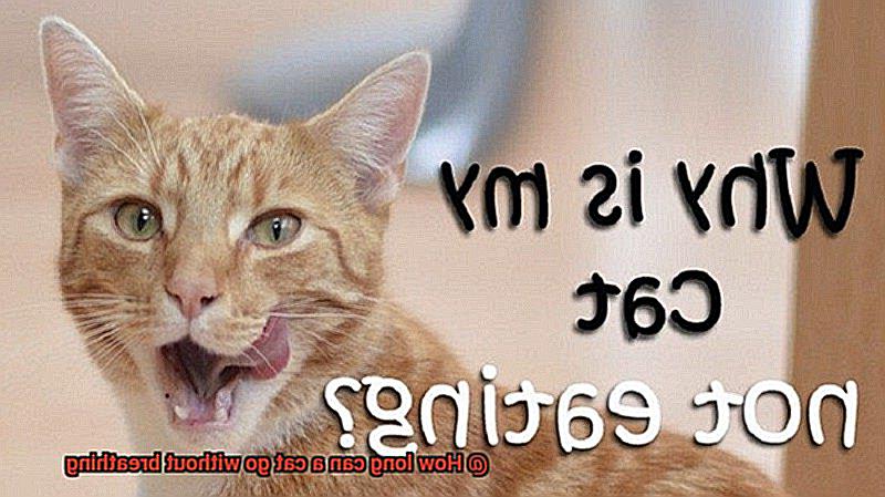 How long can a cat go without breathing-9