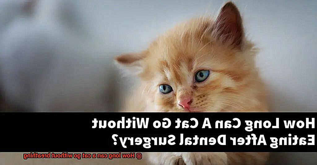 How long can a cat go without breathing-2