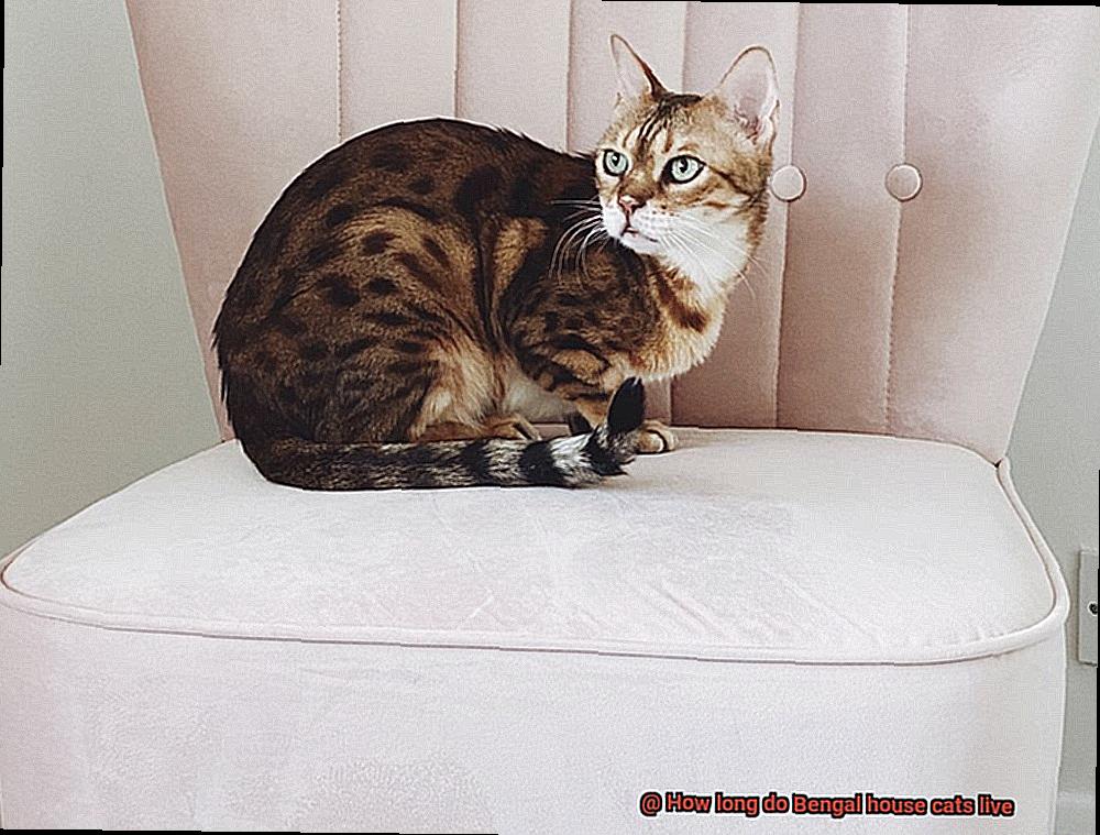 How long do Bengal house cats live-3