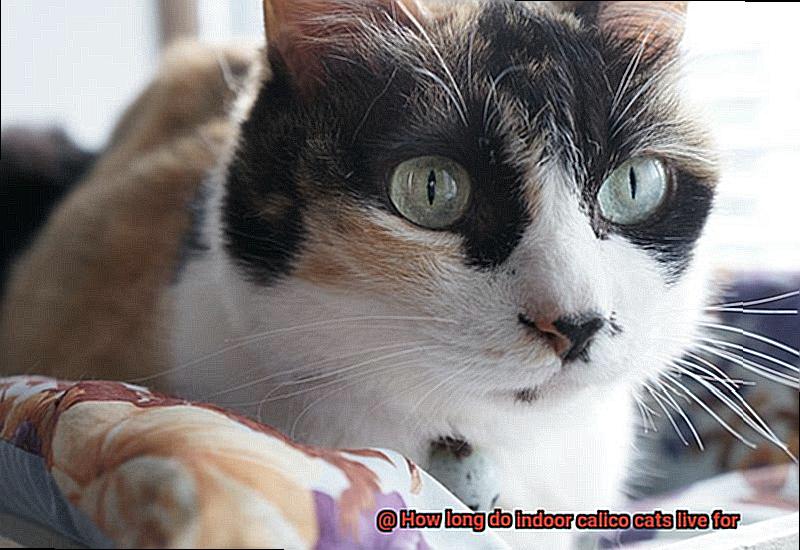 How long do indoor calico cats live for-2