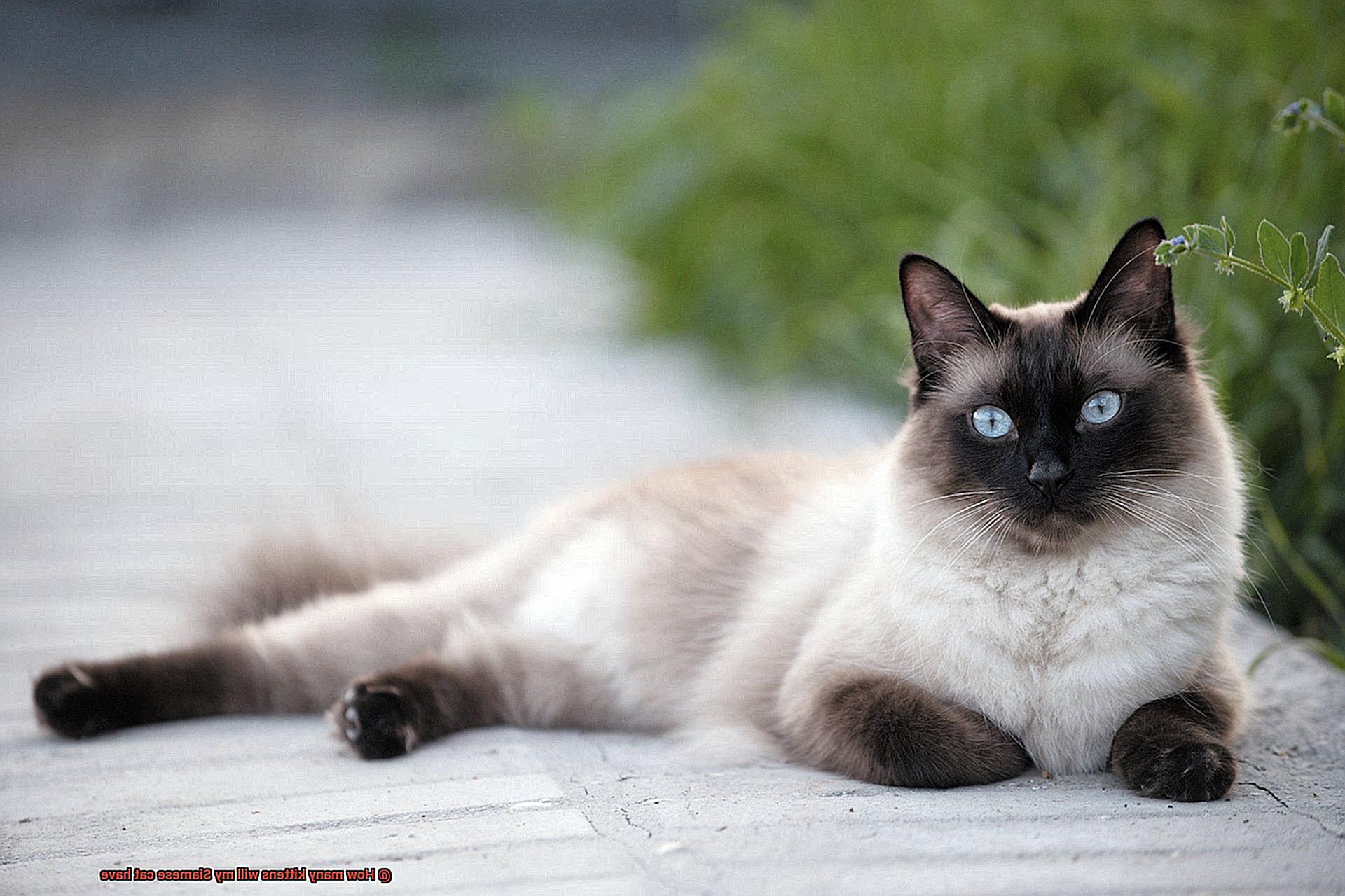 How many kittens will my Siamese cat have-3