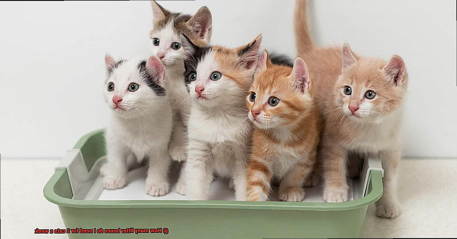 How many litter boxes do I need for 2 cats a week-6