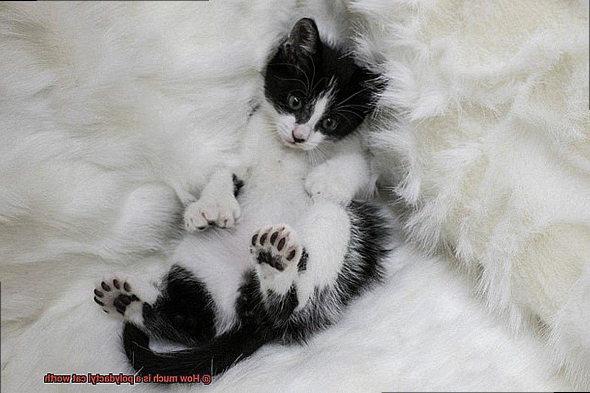 How much is a polydactyl cat worth-3