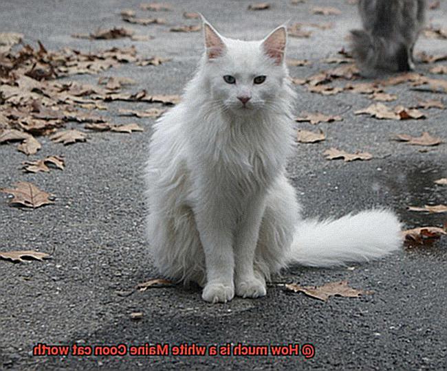 How much is a white Maine Coon cat worth-3
